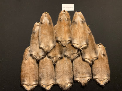 XXL Muskrats pelts