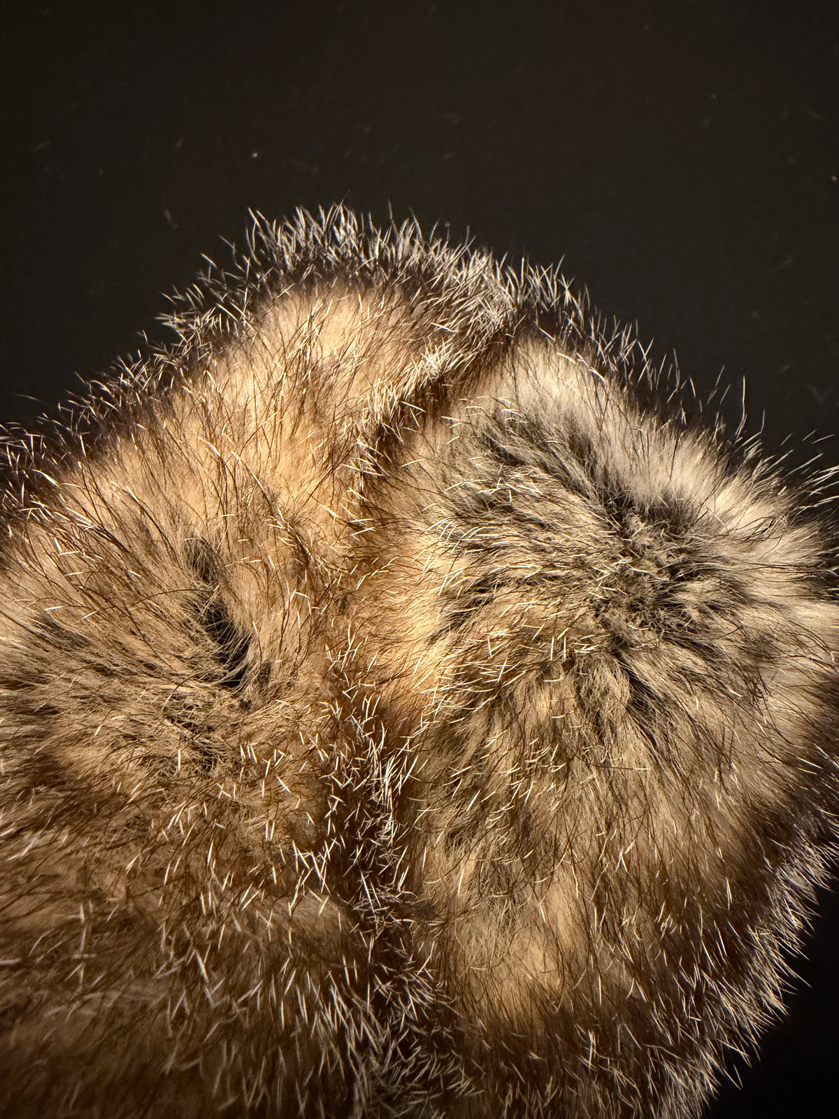 Woodchuck pelt PIW26-33