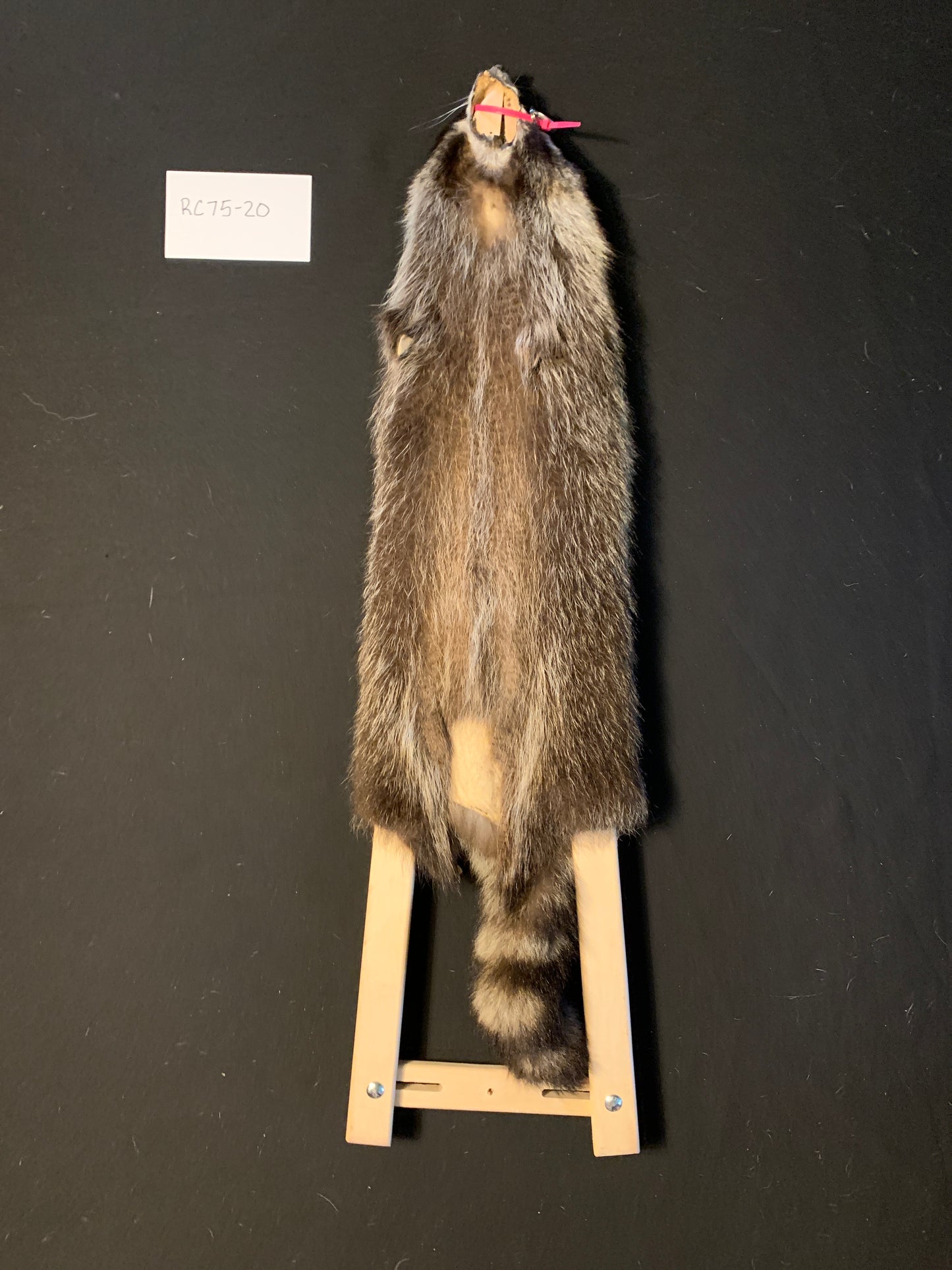 Raccoon pelt RC75-20