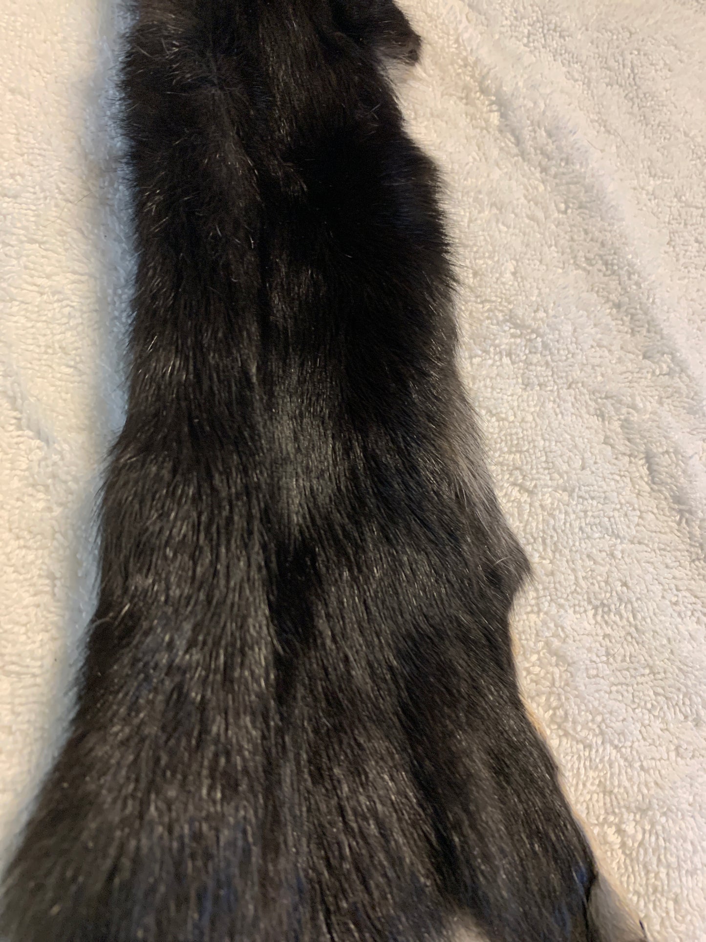 Black squirrel BHFSQ26-04