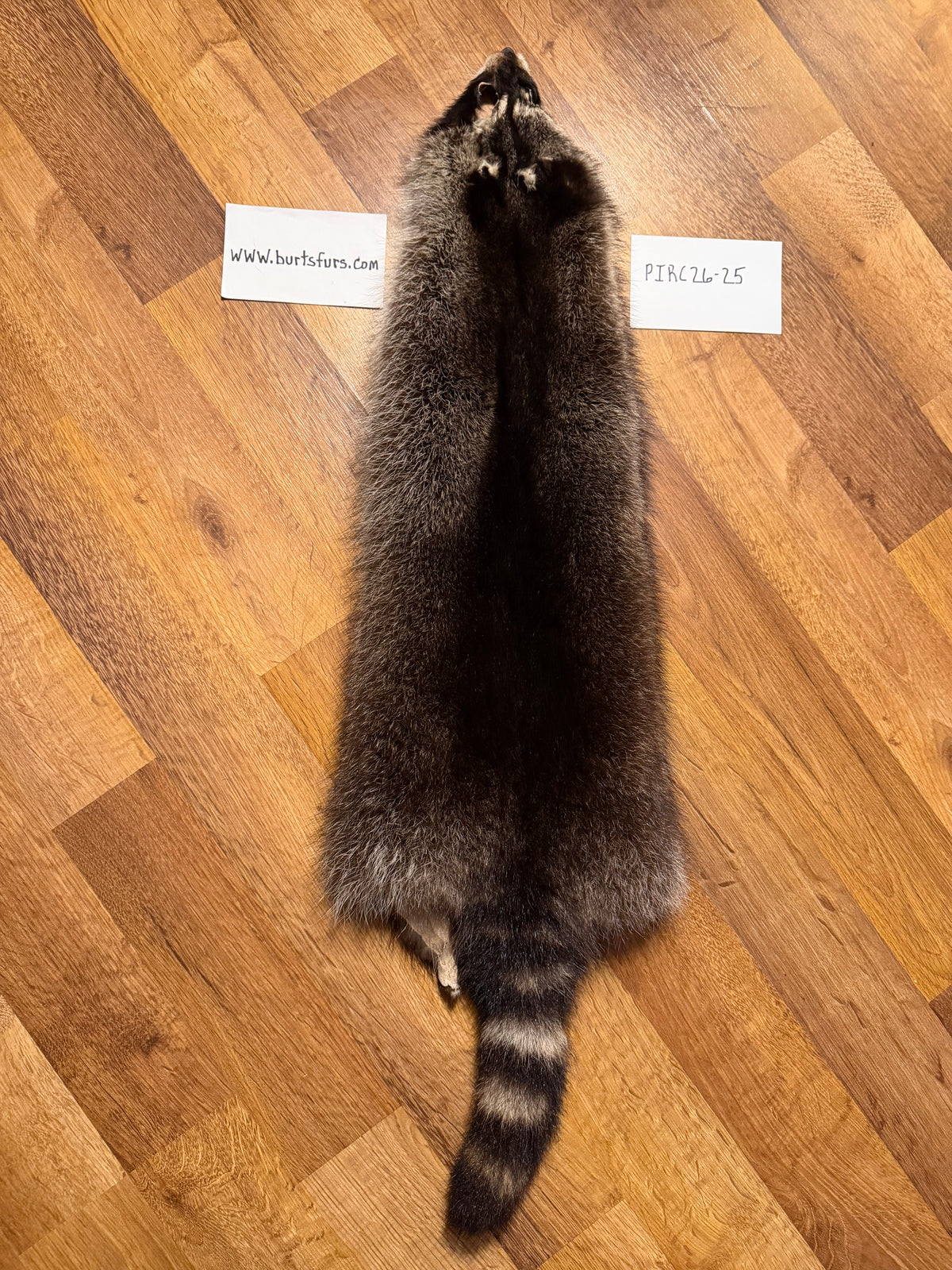 Raccoon pelt PIRC26-25