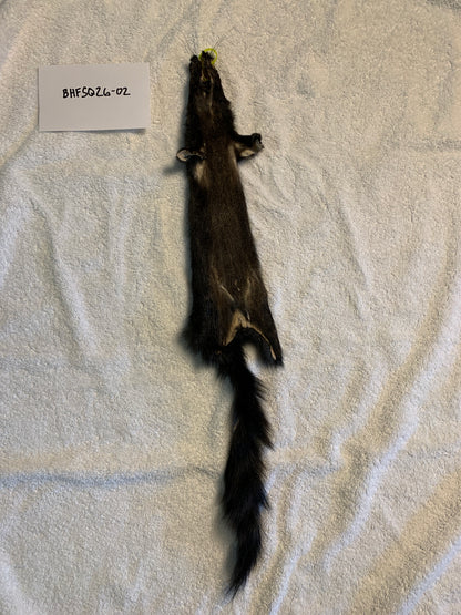 Black squirrel BHFSQ26-02