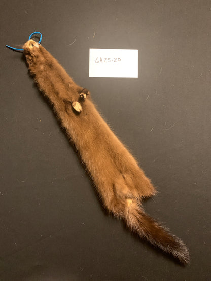 Buck mink GA25-20
