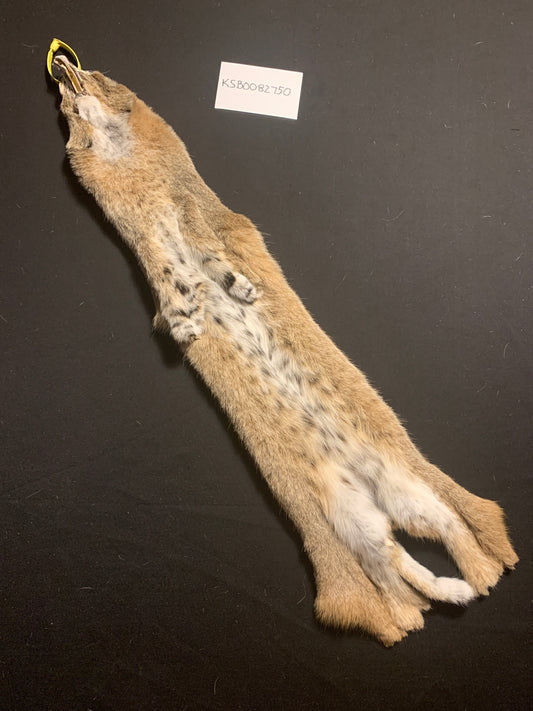 Bobcat pelt KSB0082750