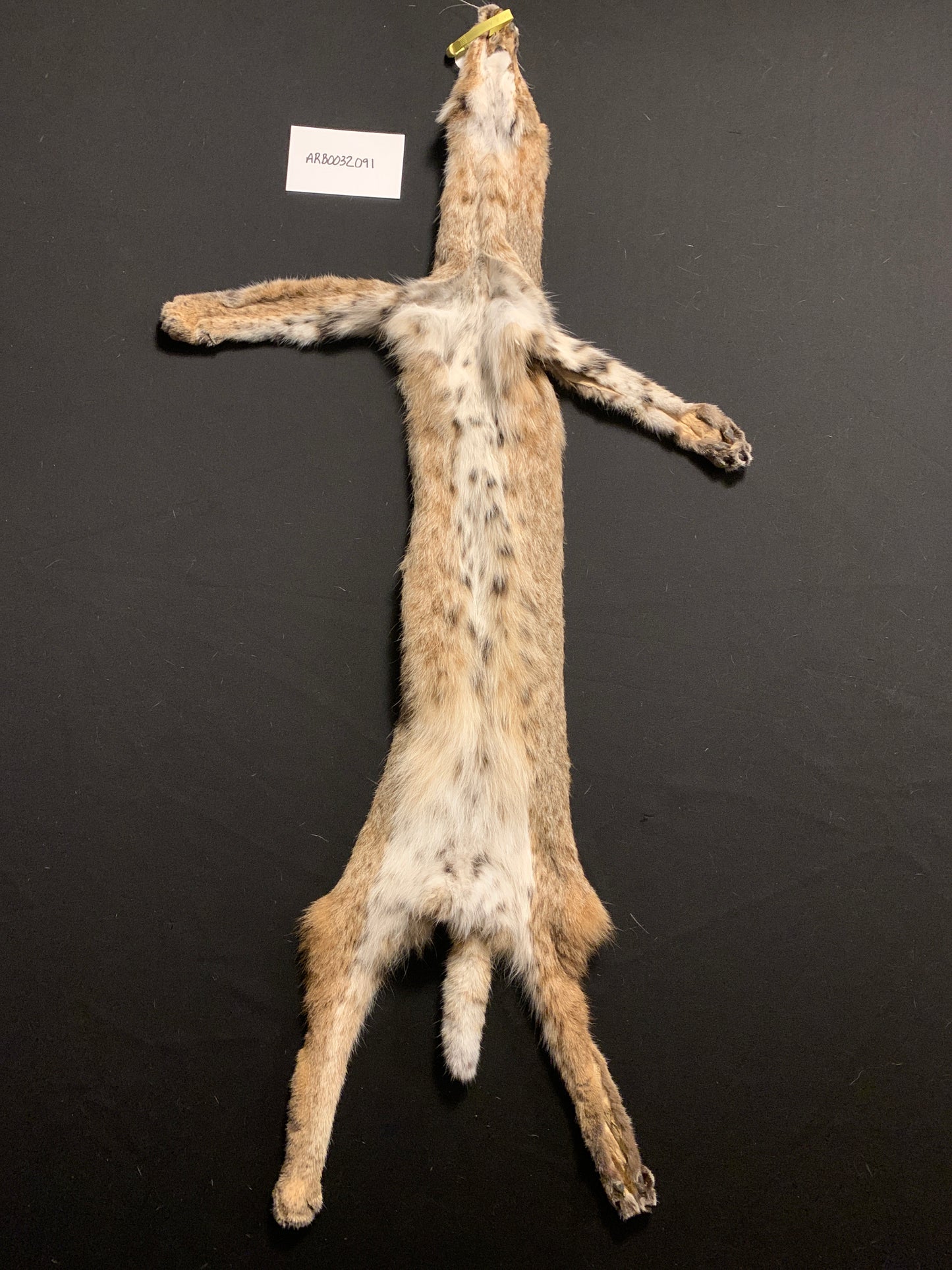 Bobcat pelt ARB0032001