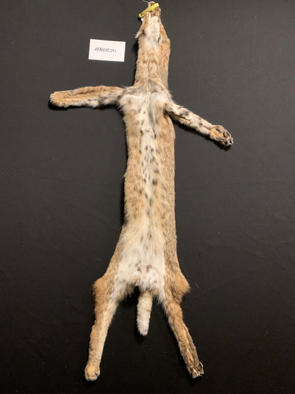 Bobcat pelt ARB0032001