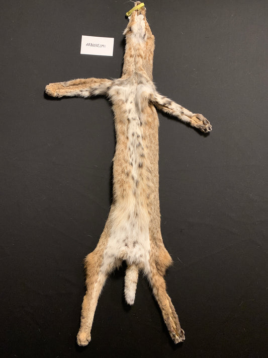 Bobcat pelt ARB0032001