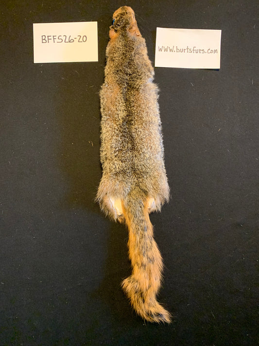 Fox squirrel BFFS26-20