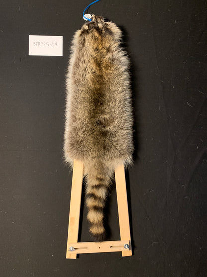 Raccoon pelt BFRC25-04