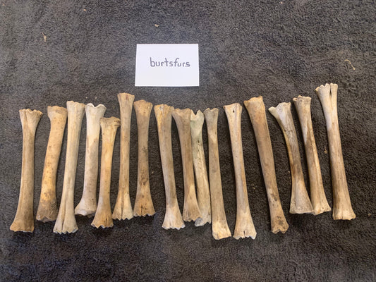 Deer leg bones