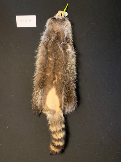 Raccoon pelt RCA23-04