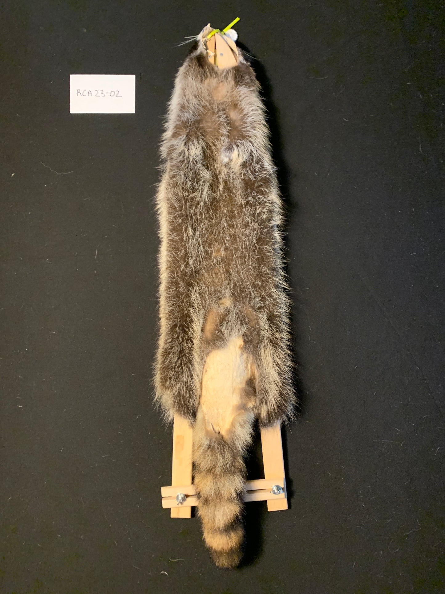 Raccoon RCA23-02