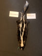 Skunk pelt GSK26-06