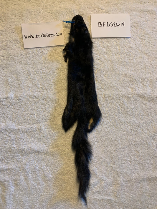 Black squirrel BFBS26-14