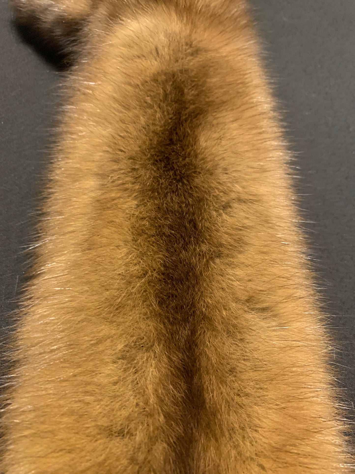 Marten (sable) pelt 5072
