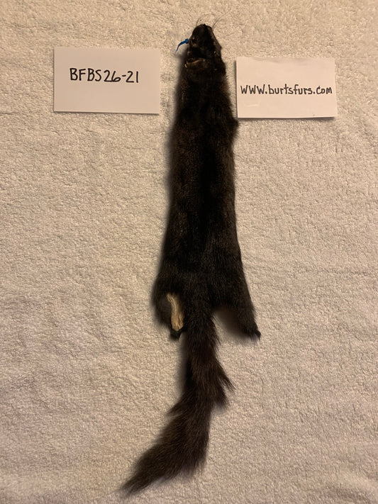 Black squirrel BFBS26-21