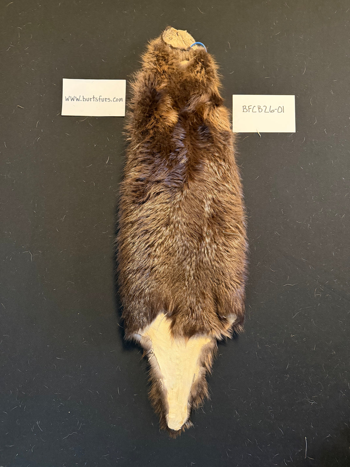 Beaver pelt cased BFBC26-01