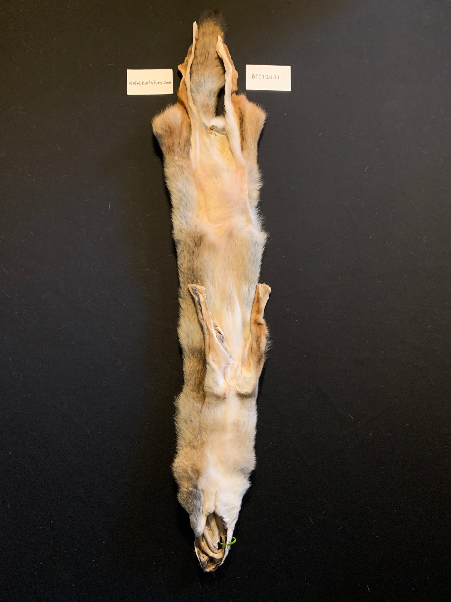 Coyote fur BFCY24-21