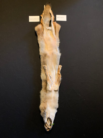 Coyote fur BFCY24-21