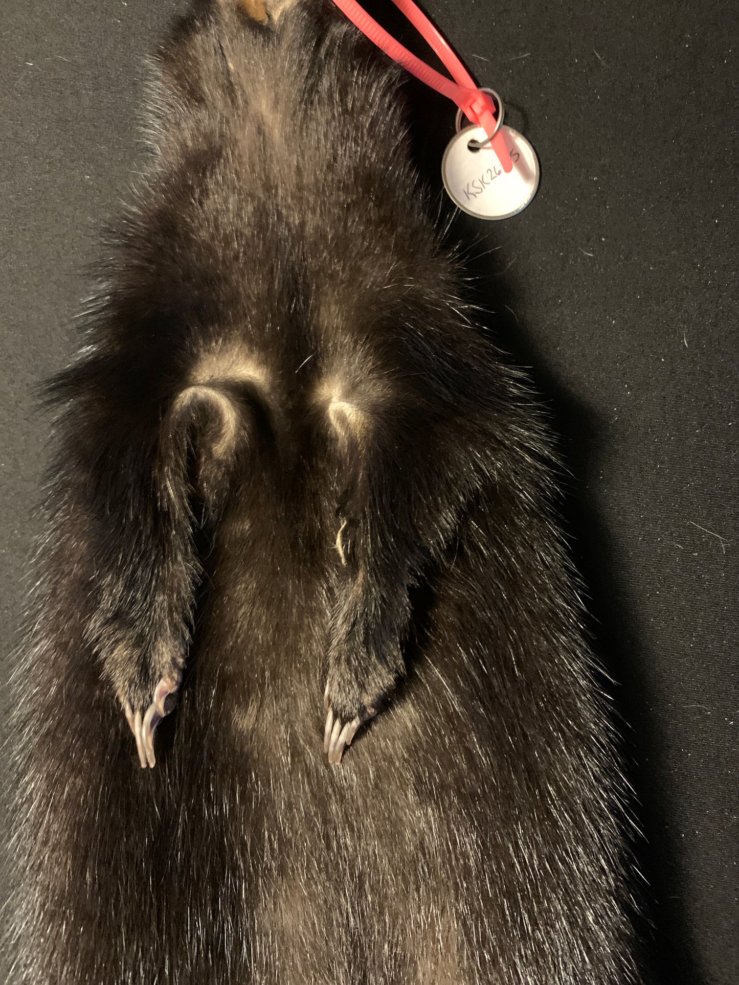 Skunk pelt KSK26-05
