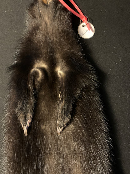 Skunk pelt KSK26-05