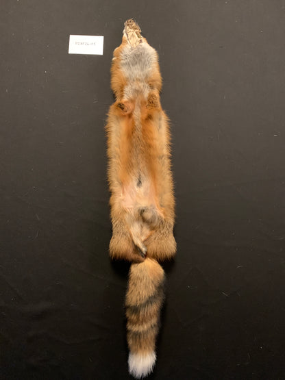 Red fox PIRF26-05