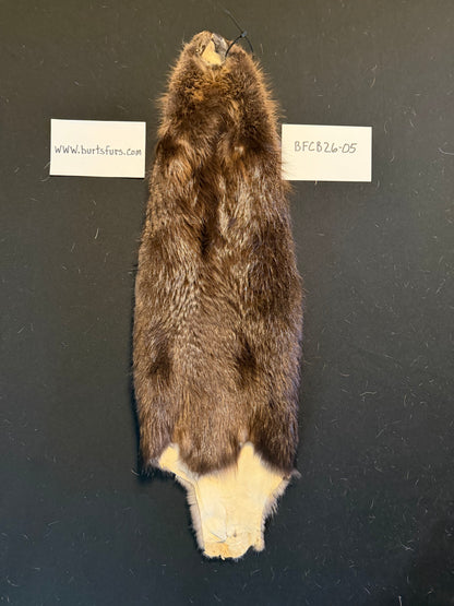 Beaver pelt cased BFCB26-05