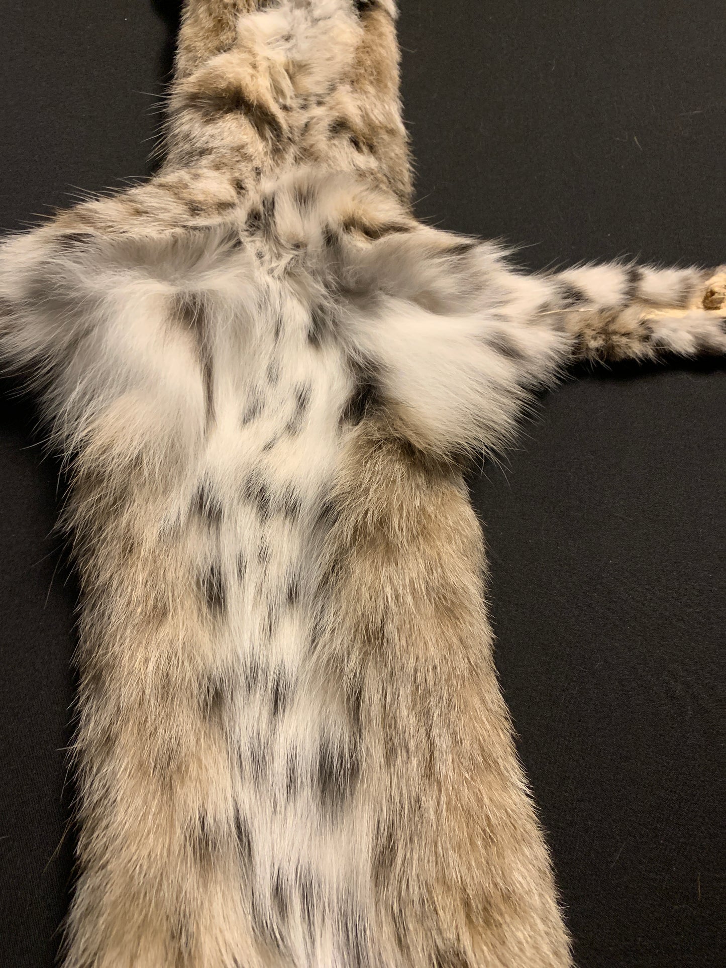 Bobcat pelt KSB083089