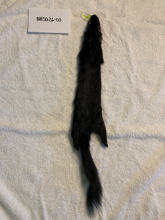 Black squirrel BHFSQ26-03