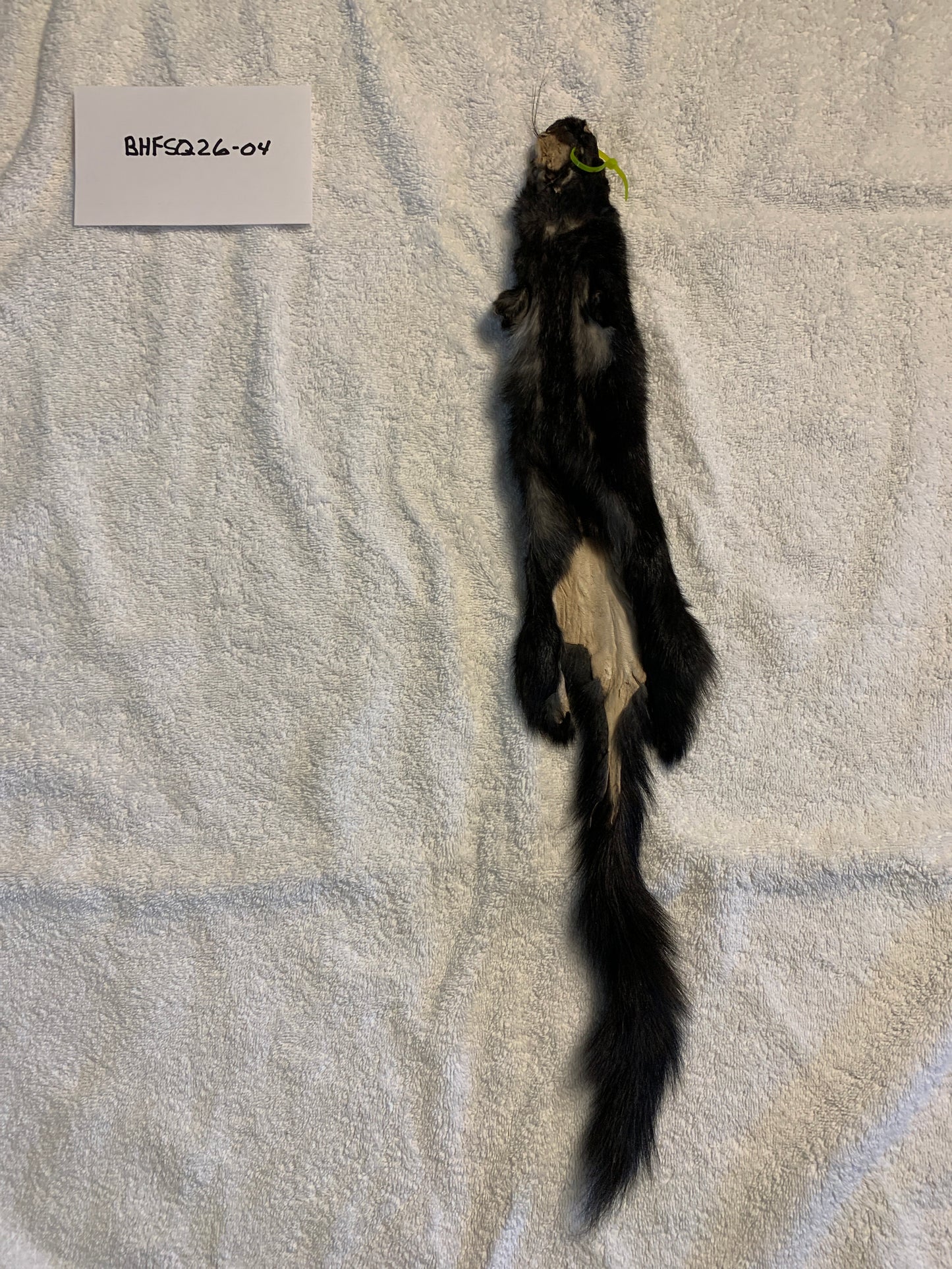 Black squirrel BHFSQ26-04