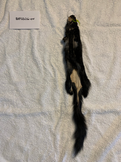 Black squirrel BHFSQ26-04