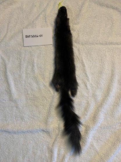 Black squirrel BHFSQ26-01
