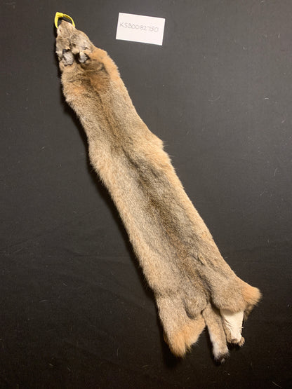 Bobcat pelt KSB0082750