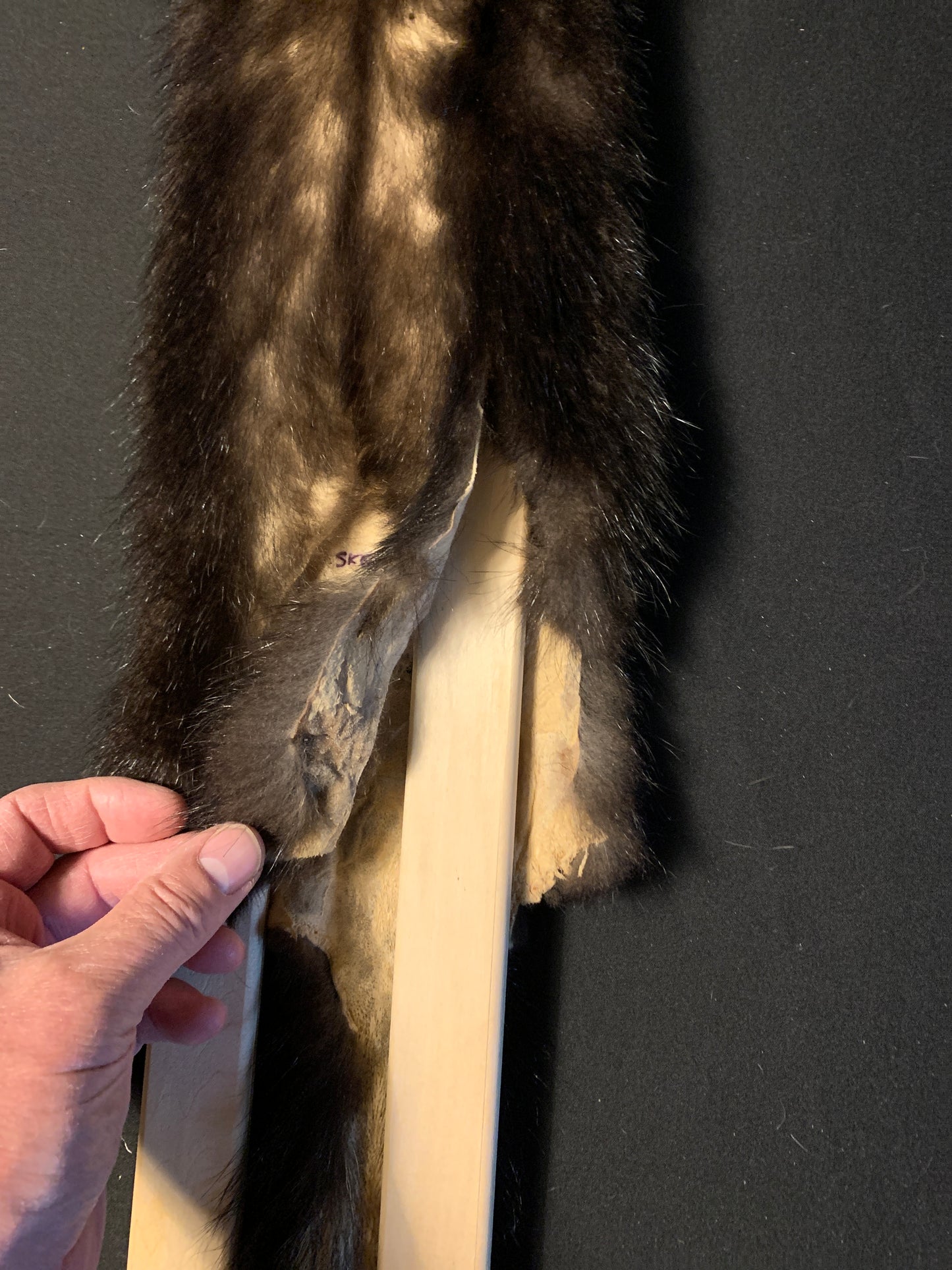 Skunk fur SKGwoF25-10