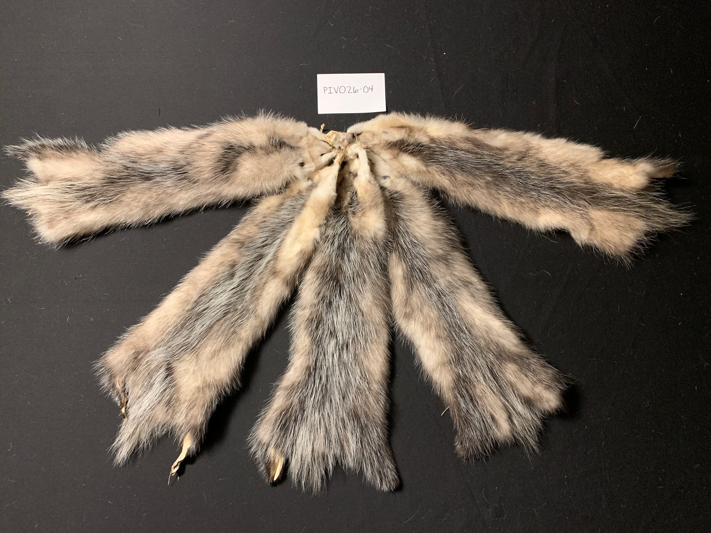 Opossum pelt PIOV26-04