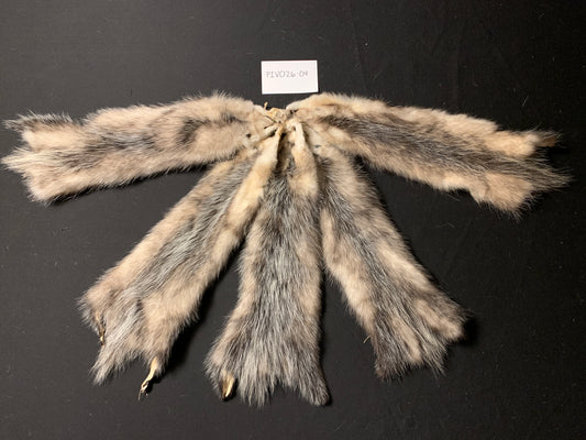 Opossum pelt PIOV26-04