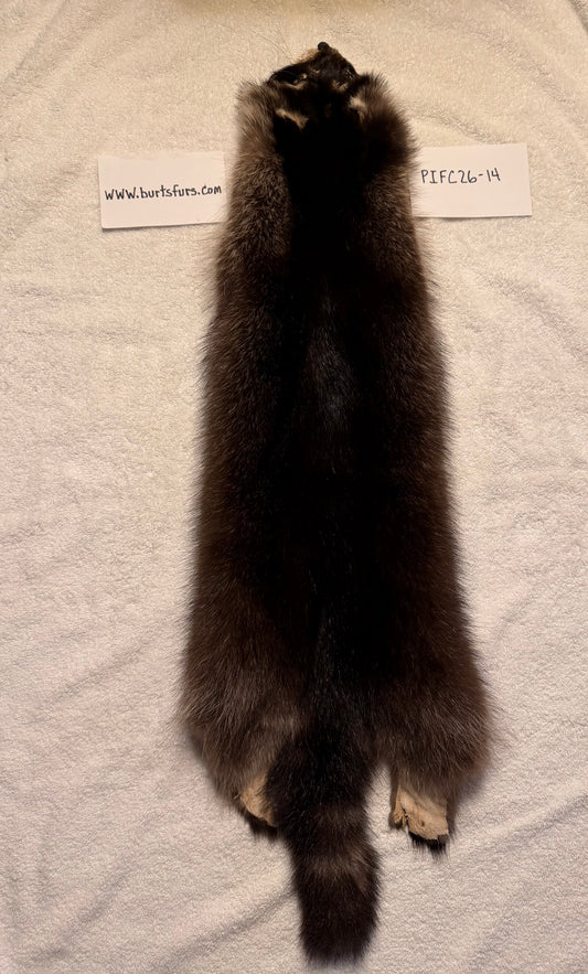 Fishercoon raccoon pelt PIFC26-14