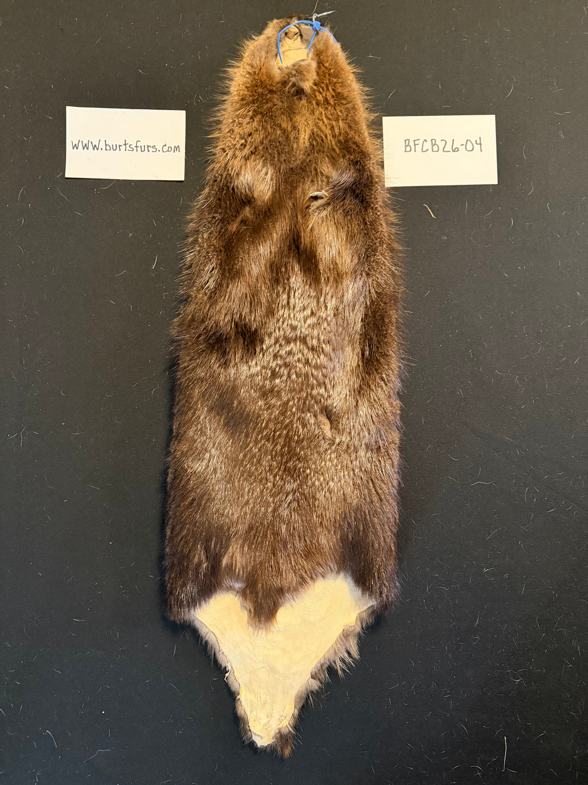 Beaver pelt cased BFCB26-04