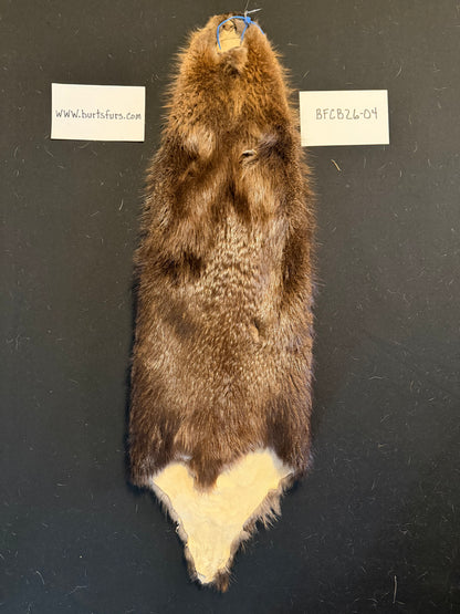 Beaver pelt cased BFCB26-04