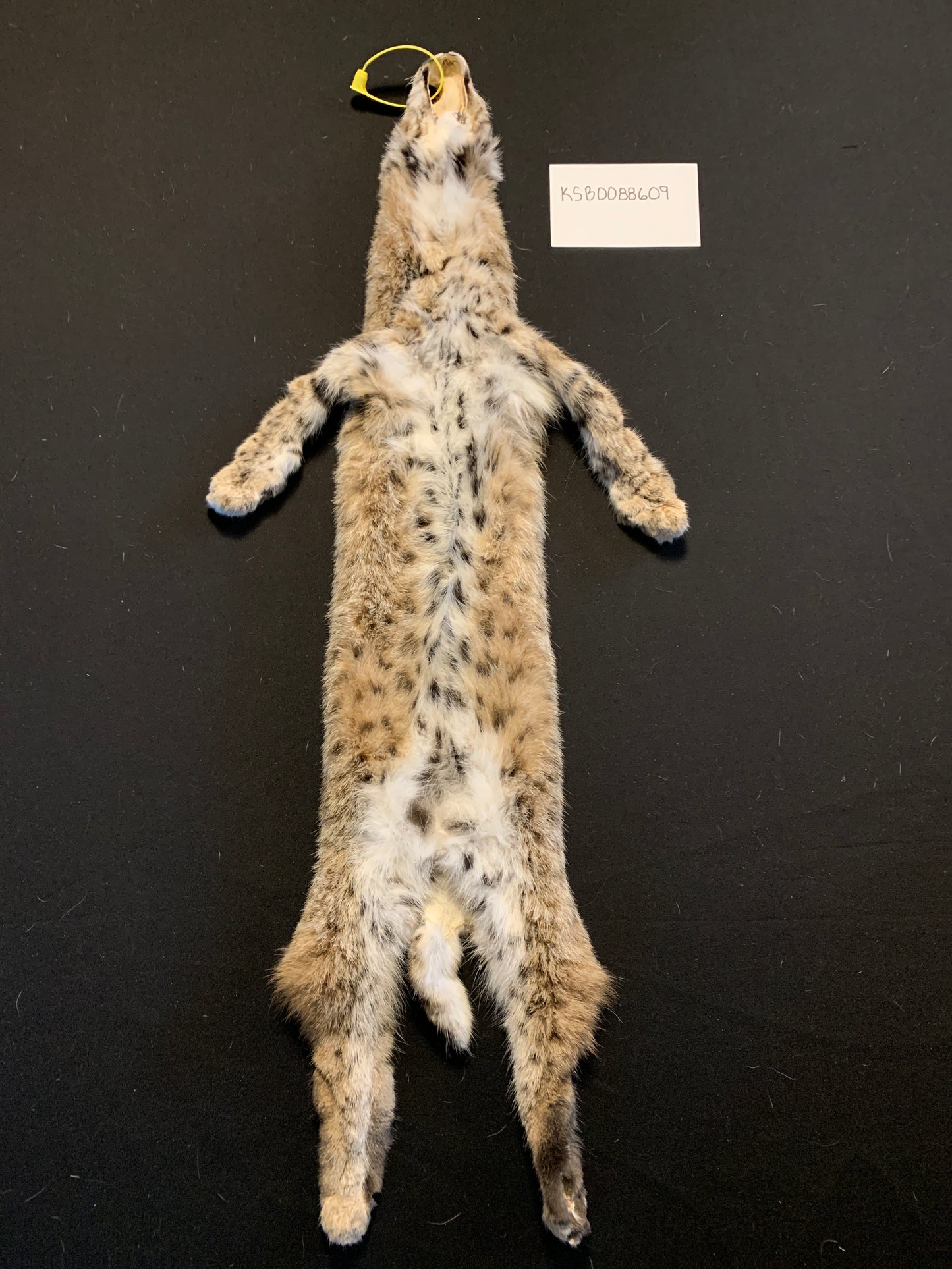 Bobcat KSB0088609