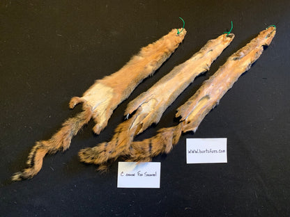 Fox squirrel.  Low grade