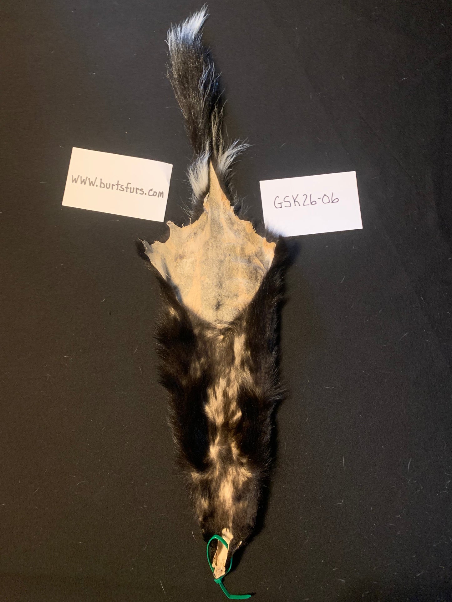 Skunk pelt GSK26-06