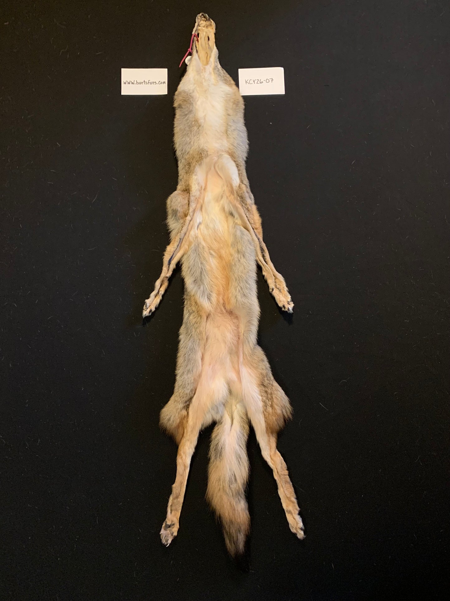 Coyote pelt KCY26-07