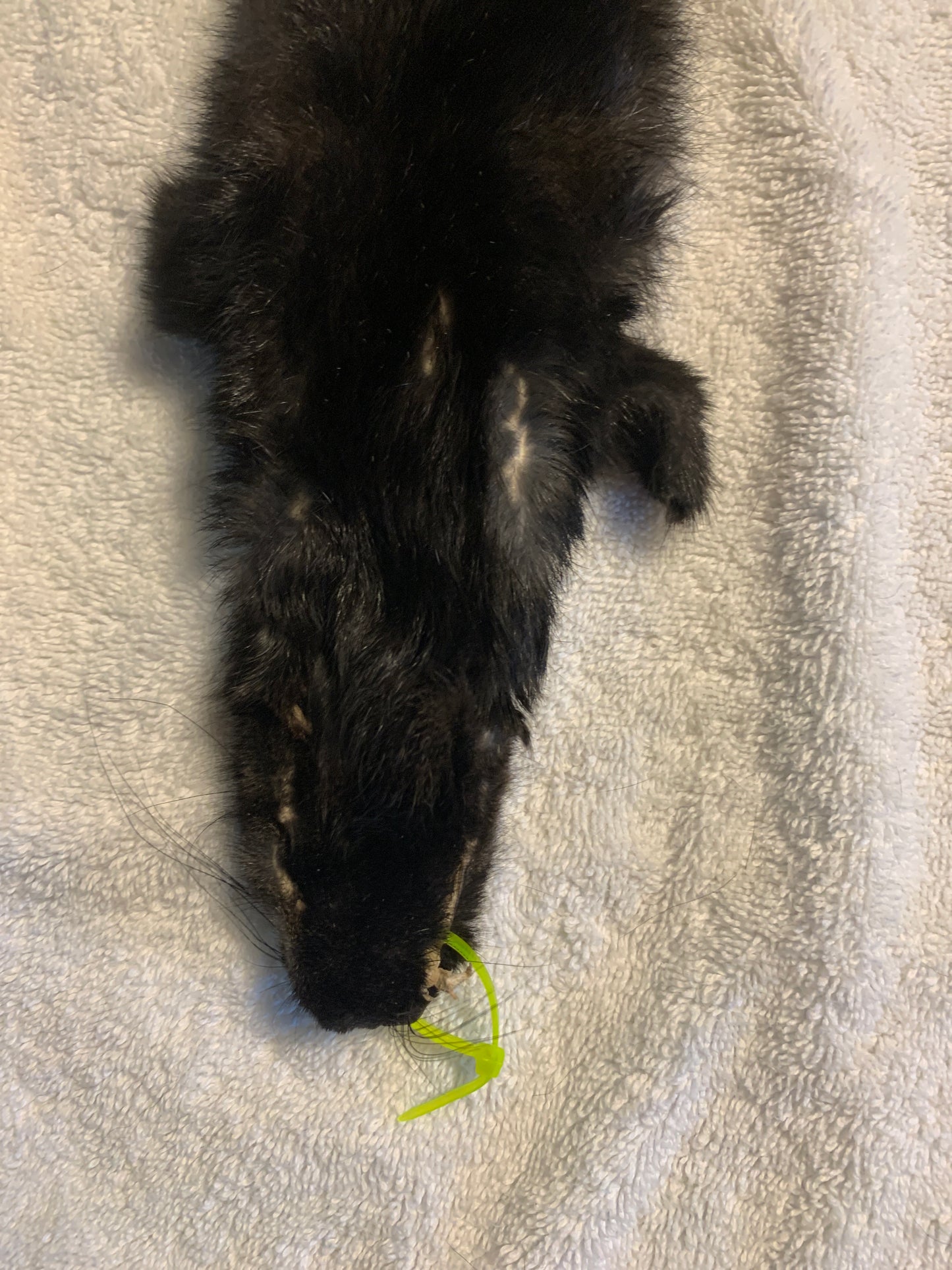 Black squirrel large craft grade
