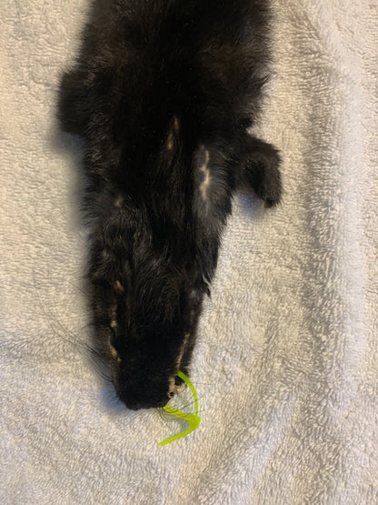 Black squirrel large craft grade