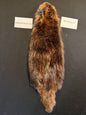 Beaver pelt cased BFBC26-01