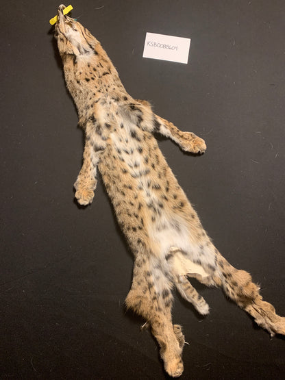 Bobcat Pelt KSB0088604