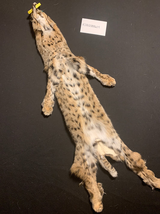 Bobcat Pelt KSB0088604