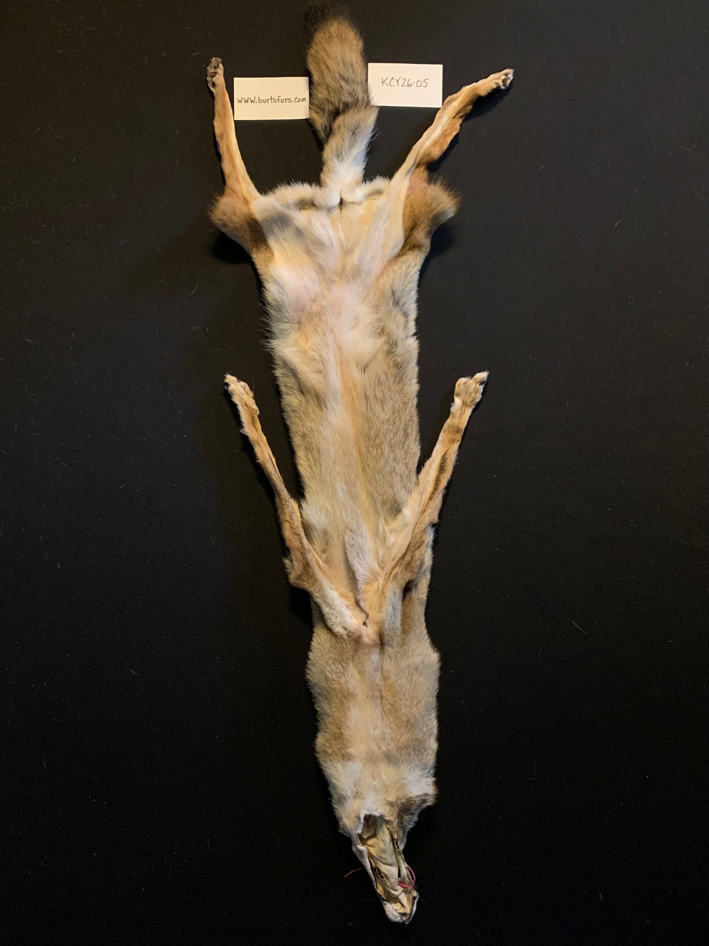 Coyote pelt KCY26-05