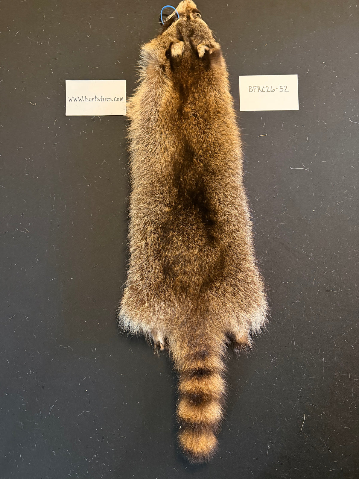 Raccoon pelt BFRC26-52